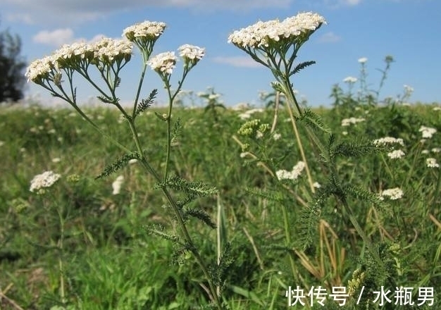 阿基里斯&此花小巧玲珑可爱，充满了诡异与神秘的色彩，寓意为粗心大意