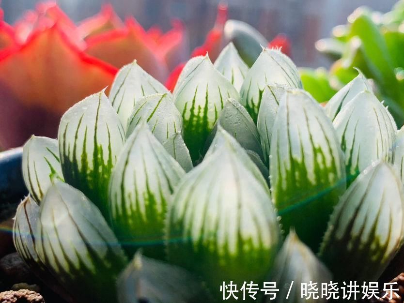 养花“走火入魔”的6种行为，只要符合4条，就是名副其实“花痴”