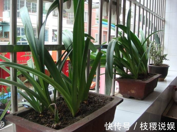 剩下的空油桶先别扔,教你变废为宝,半月不浇水也没事!