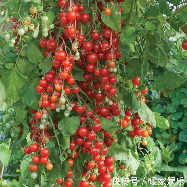 排水性|小盆栽也能养好的6种果子盆栽,想吃水果直接在阳台摘