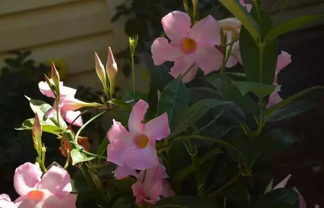 2种花爱爬藤,1次花开几百朵,不爱生病不生虫,太好养了!