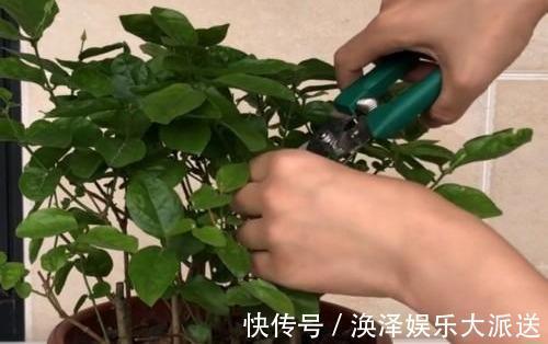 植株|矮化茉莉的手法，只需这里“剪一下”，植株矮壮，发满“花芽”
