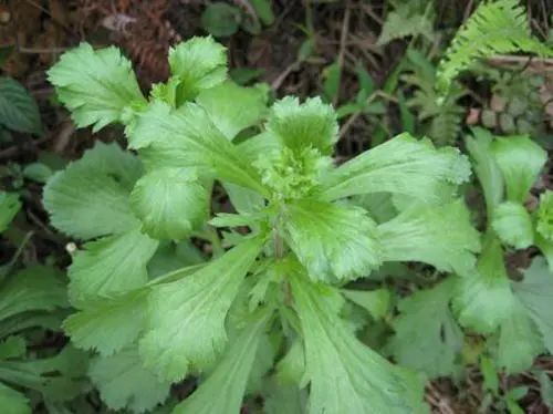 草药|一种草药根，用来泡水喝，健脾祛湿、体虚乏力、头痛风湿痛都管用
