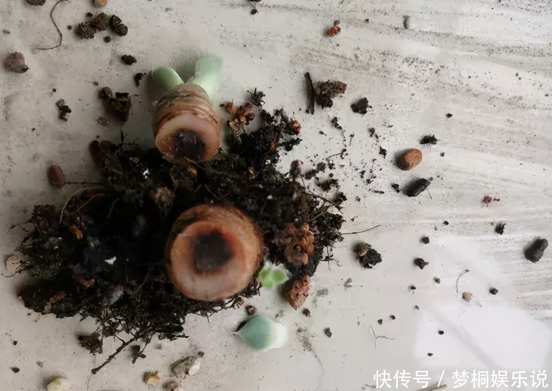 多肉|看到多肉叶子发蔫发软,经验丰富的老花匠一般不会急着浇水