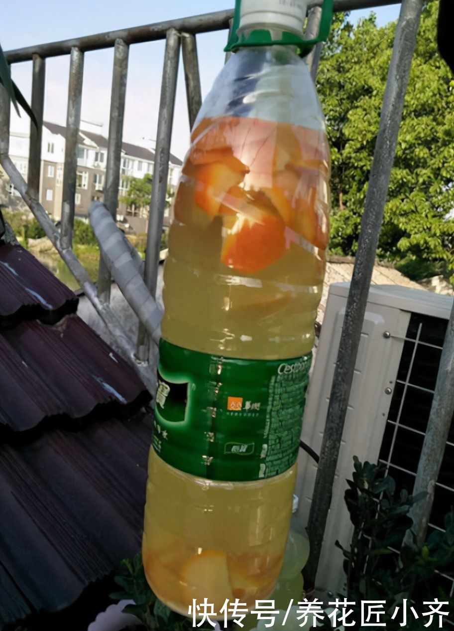 家庭|家庭常见的喜酸性花卉,调酸补铁要定时,“醋”是很好的伴侣