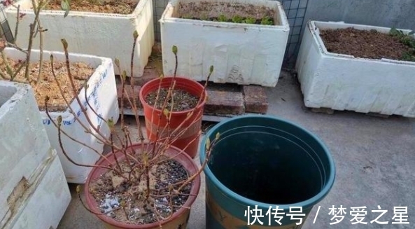 养花|养花期间,做了这些事情就会得不偿失,总遇上黄叶烂根问题