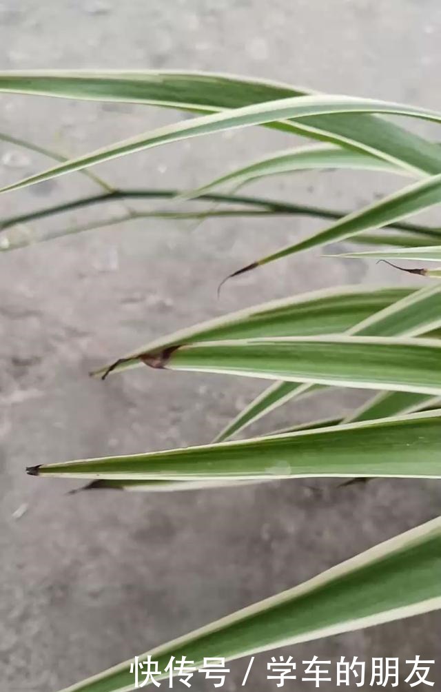 4种花爱喝啤酒,半个月给它喂1盅,越喝叶子越绿!