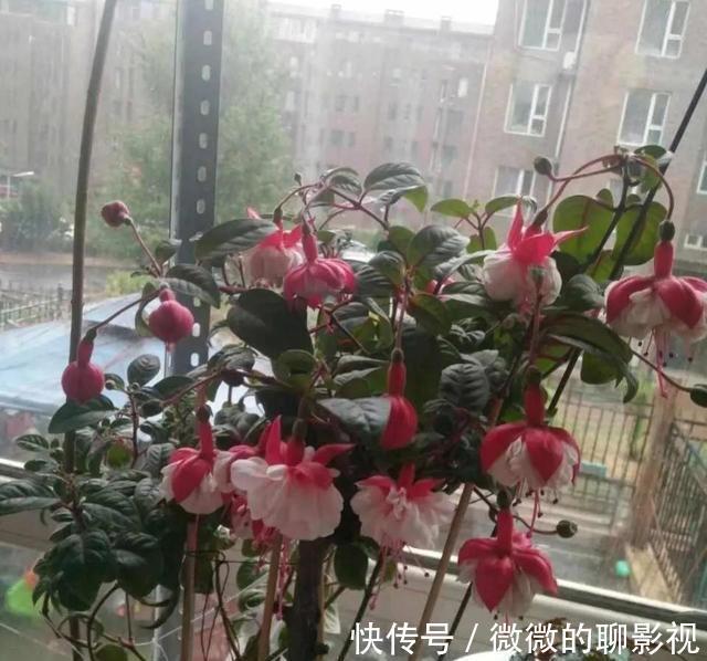 绣球花|这3种漂亮花，“没光”也能开，养一盆放家里，气氛欢乐热闹