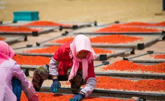 枸杞你选红的还是黑的泡水喝？记住3不要，泡出来的水才是黄金水