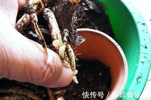 君子兰什么时候换土好君子兰如何换土