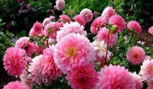 阳台再小,也要养2种花,耐寒又耐热,简单好养,美丽浪漫!