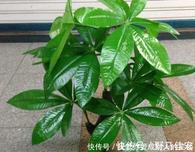 龙骨|什么发财树,平安树,不如这2种“老树”好养,大气,富贵又镇宅!