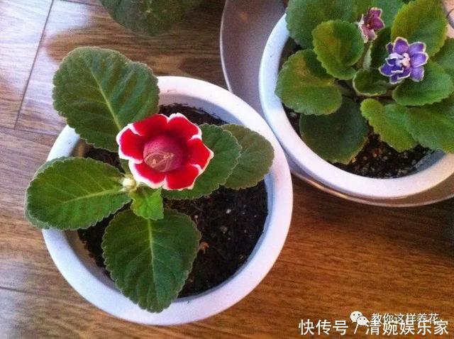 叶片|1种花超耐阴,一点散光就爆盆,花一开就是200多天!