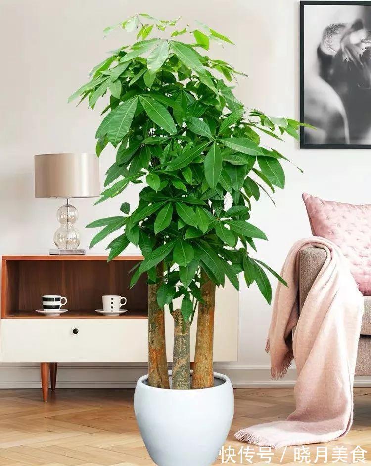 7种大型花,建议在客厅养一盆,吸废气制氧气,还有旺家的好寓意