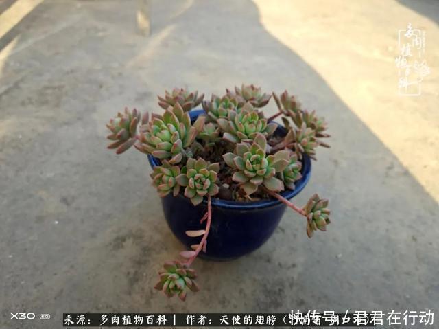 唯有植物,我的人生才不孤独!