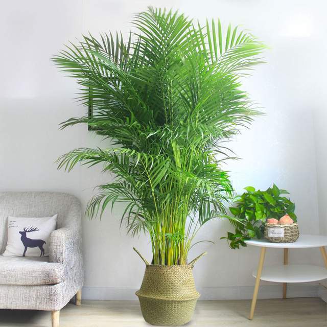 强光|6种植物摆放在客厅,不仅好看、寓意好,还可以“鼓舞”人心