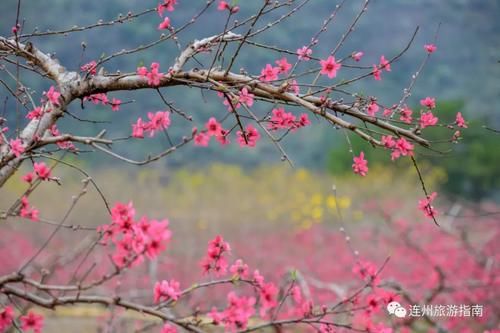 中年|桃花正当时，带着你的“李焕英”来连州赏花吧！