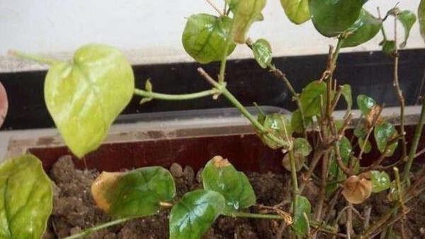 养护茉莉花，避免3个“坑”，叶片不发黄，生长旺盛，开花多
