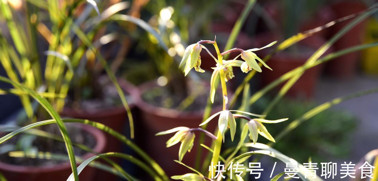 兰友|种活兰花不难，养好兰花却不易，十分钟读懂兰花该如何养护