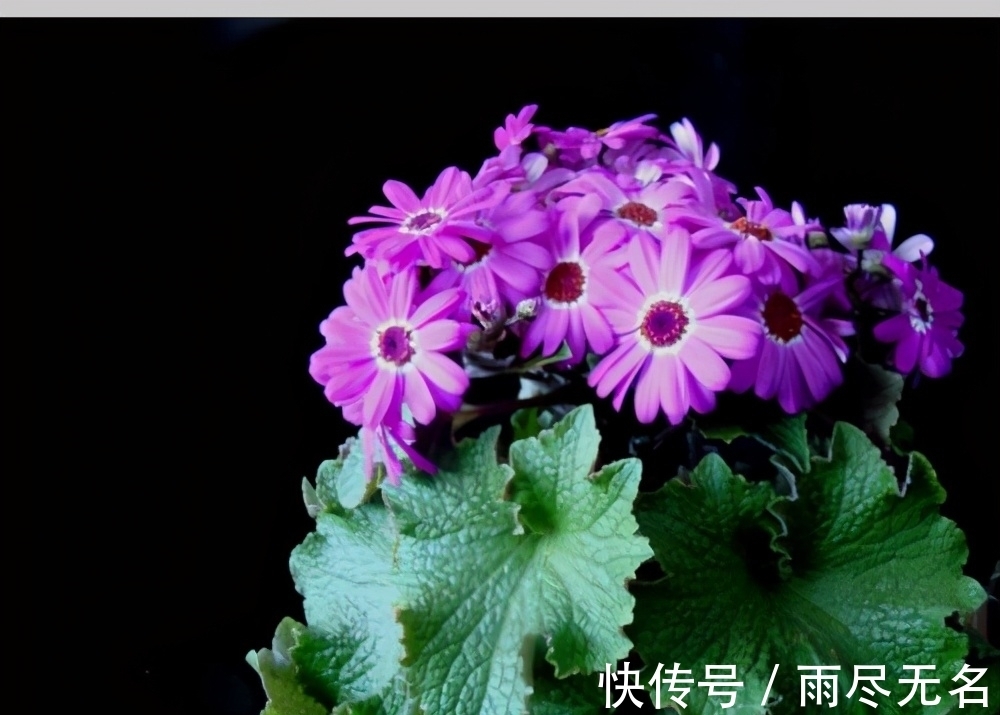 这几种花冬天开爆盆,但一般人家养得不多,现在养正开花,很漂亮