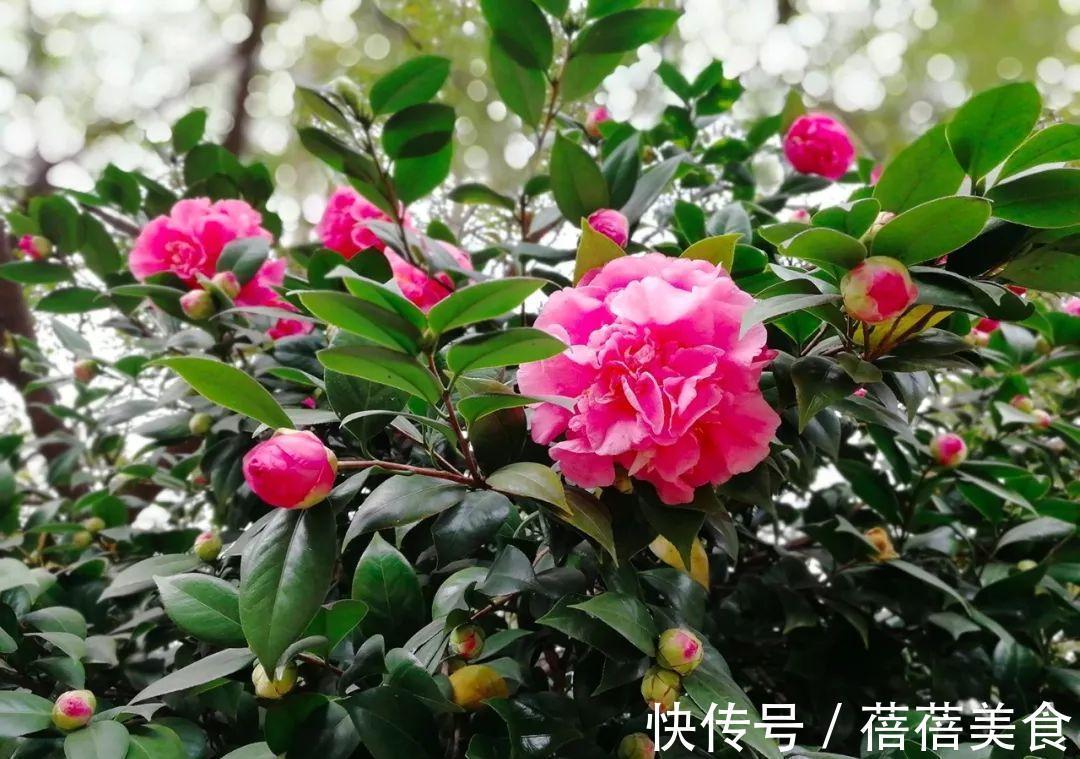 19种常见花“耐寒能力”一览表，天冷要不要“入室”，看看就知道