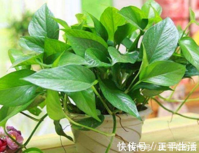 清新|养花，花也养人，4种花家养里，空气清新，还有助于睡眠！