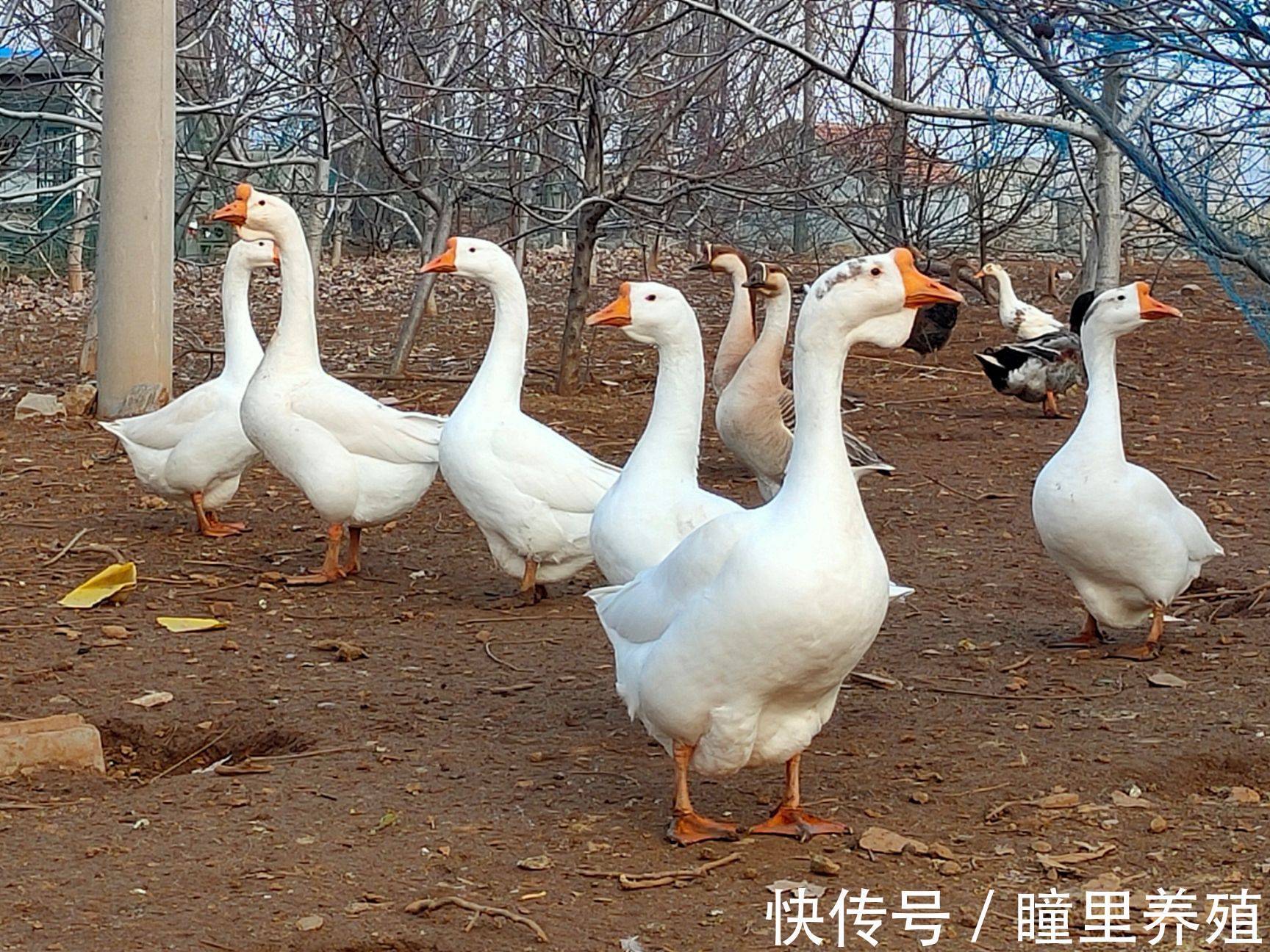 养鹅户|细菌,病毒,肠道寄生虫引起的腹泻怎么办 如何治疗鹅拉稀