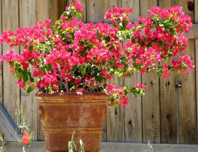 三角梅只冒叶子不开花,找准原因,花比叶子窜得快,这招真有用