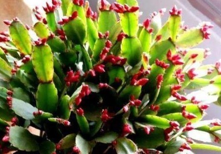 养蟹爪兰,盆里扔点“它”,根壮、叶绿,40天不管开爆盆,简单!