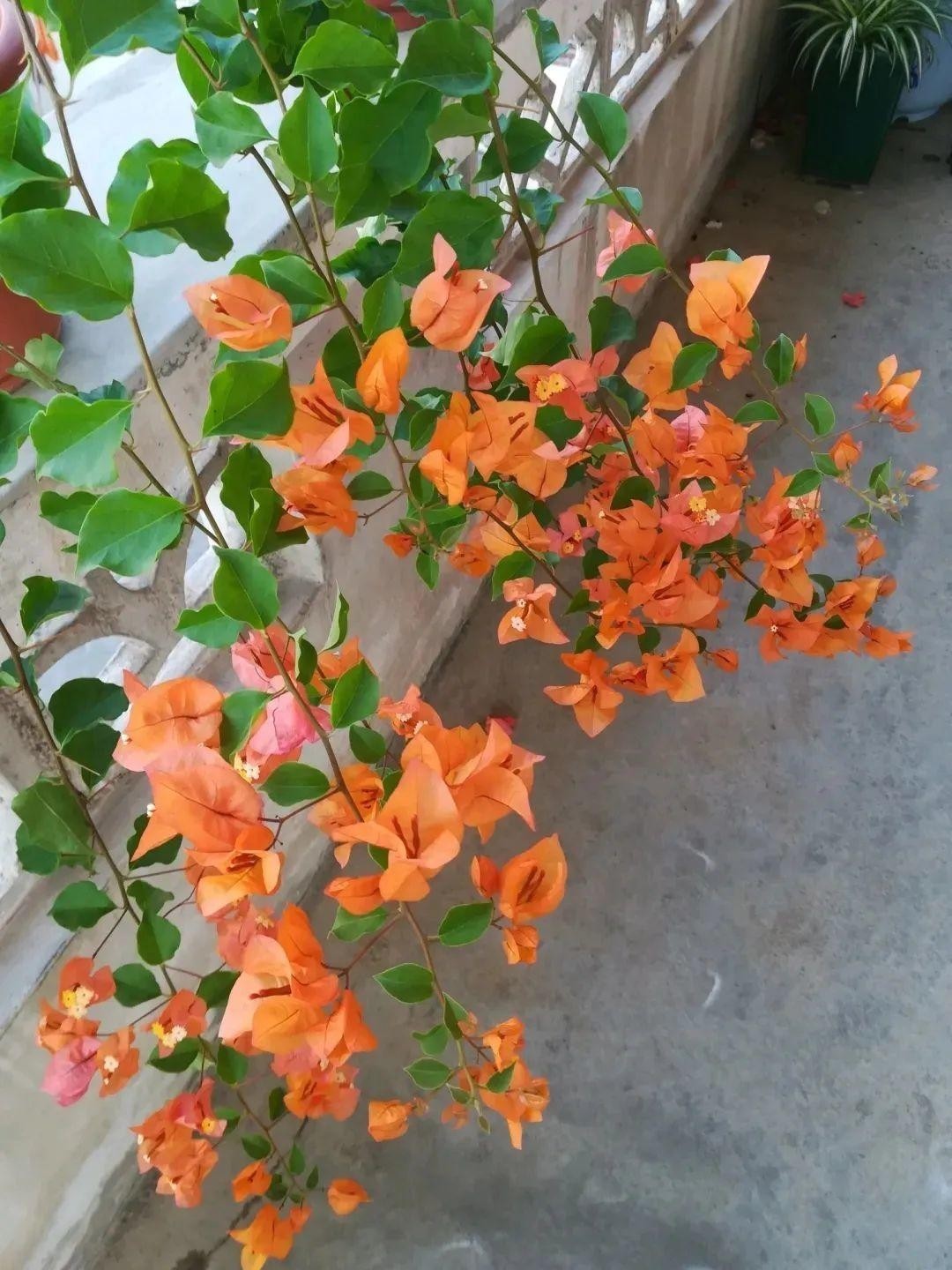 土壤|这3样堪称花界劳模,好活、花量大,一开花就停不下来