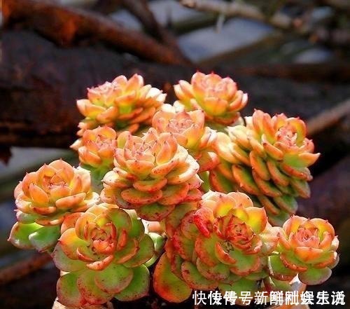 艾伦|养多肉,就养这“6盆”,越长越肥,颜色越来越好看,太美了!