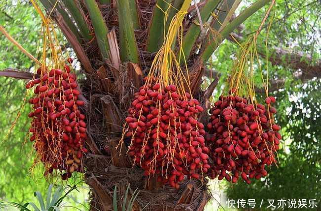 大肚子|立秋后，晚上当零食吃几颗，能补中益气，健脾胃，大肚子变平了