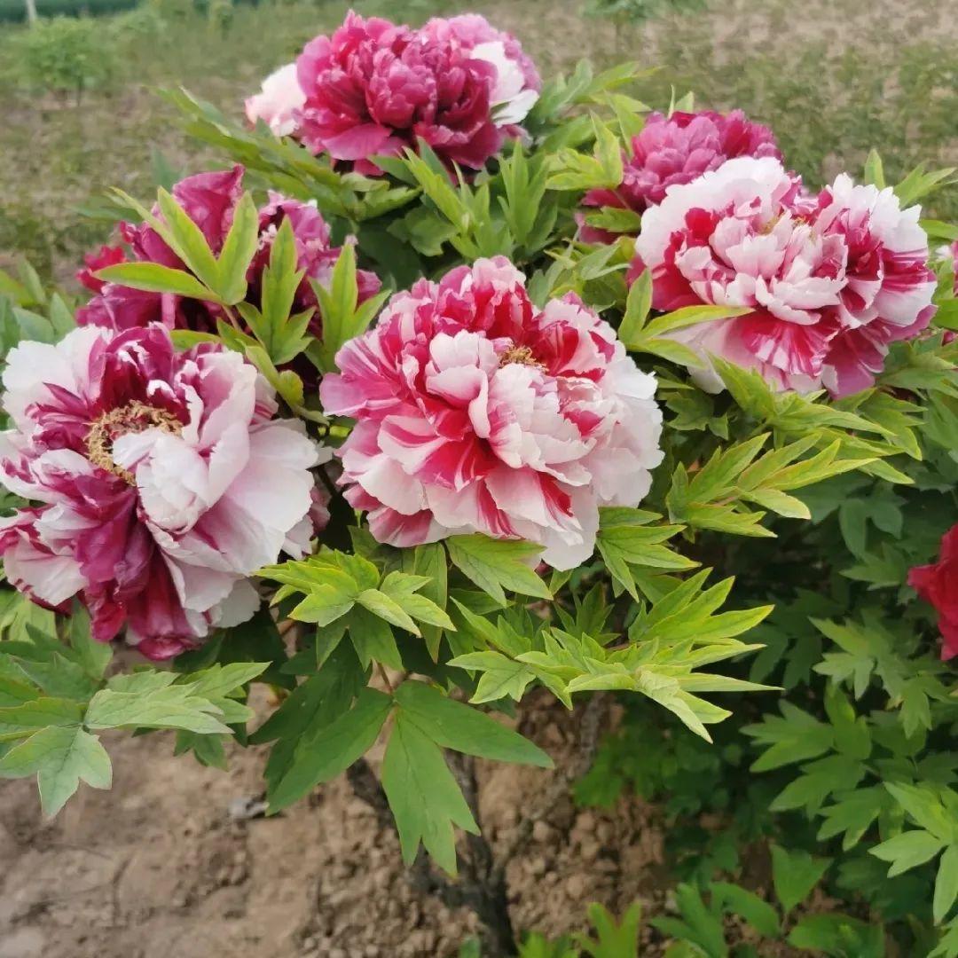 品种|这花只能秋天养,埋土里就活,晚了再等一整年!