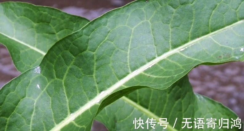 野草|一种野草人称“救命王”，它样子像极“菠菜”，价值珍贵得重视