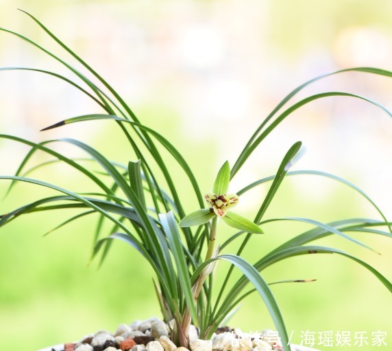 你喜欢什么花,就是什么性格的人,都进来看看吧!