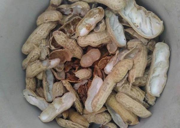 3种垃圾''一文不值'',却对养花有用,可让植物叶片又绿又肥