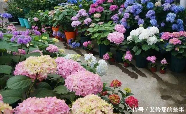 喜欢喝水的3种花,香气足花球大,一天不浇水,个个蔫哒哒