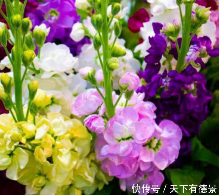 颜值超高的几种花卉,要型有型,要香有香,花开富贵、吉祥又喜庆
