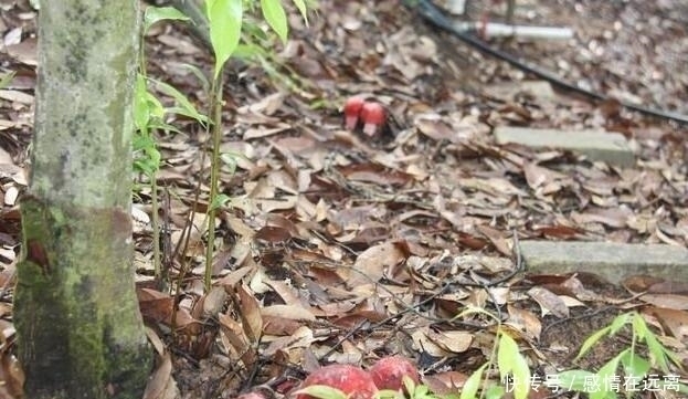在农村漫山遍野的东西,在城市竟卖几十上百一斤