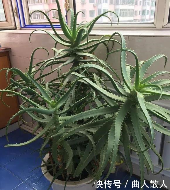 此4种花卉,小苗的时候“不值钱”,多养今年“太值钱”,高价格!