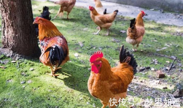 多财多福|10个鸡有9个富尤其是以下4年出生的“大金鸡”，命中多财多福