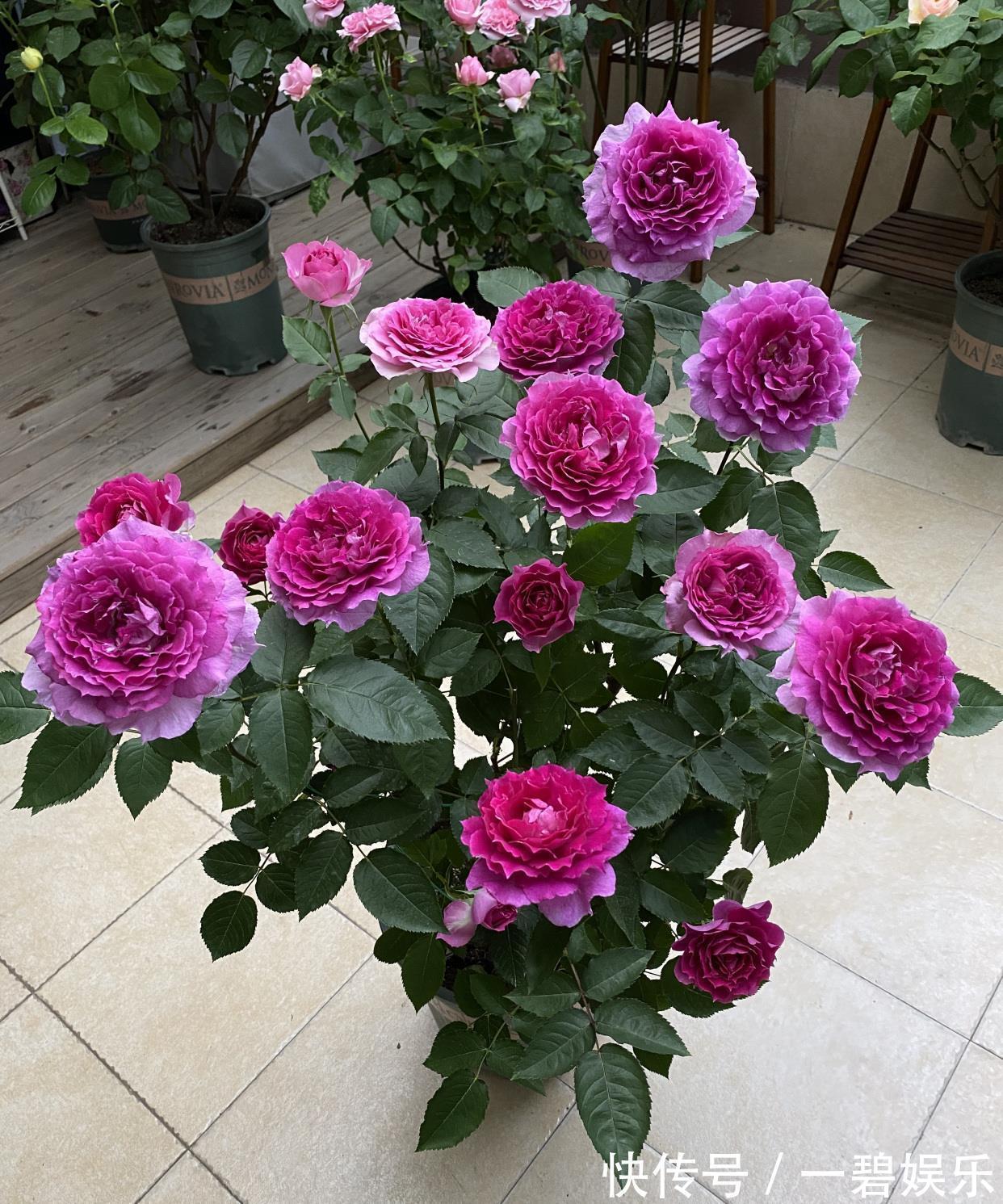 阳台养花,养棵“天方夜谭”吧,美丽若牡丹,浓香四溢,多季花开