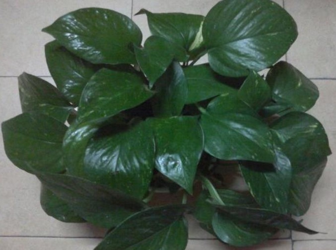 这药片2元钱买100片,1个月后叶子疯长,大白根窜满盆!