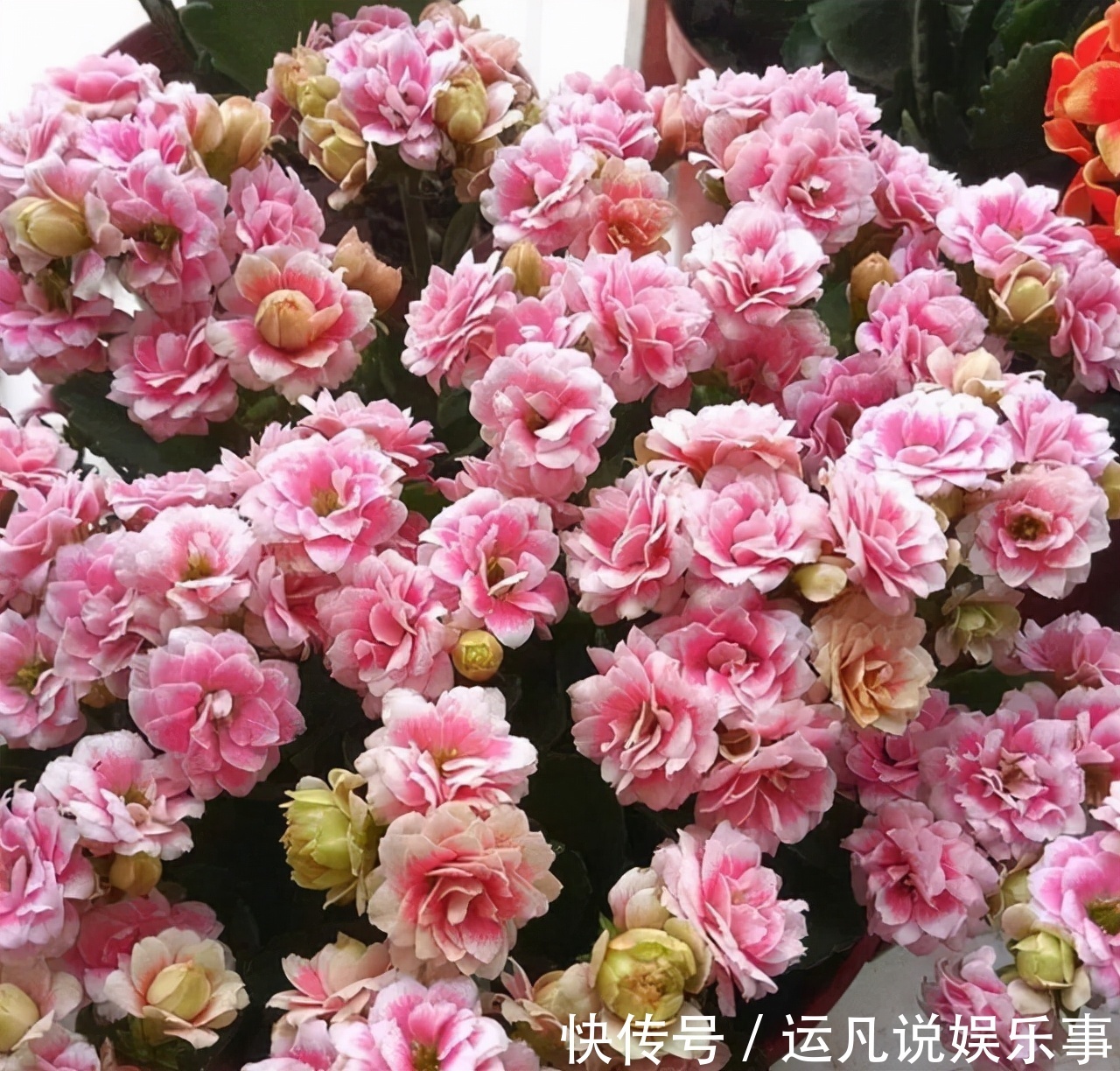 10种健康花,适合养客厅,吉祥有品味,关键个个都是净化高手