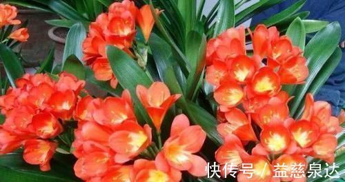 叶片|君子兰、蟹爪兰叶片打蔫，擦一擦，20天长油绿叶