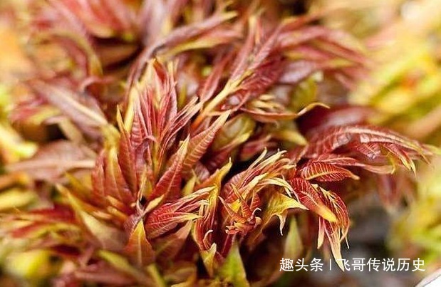 牛肉干|人到中年不得已，这几种食物要多吃排毒抗衰，让自己越活越年轻