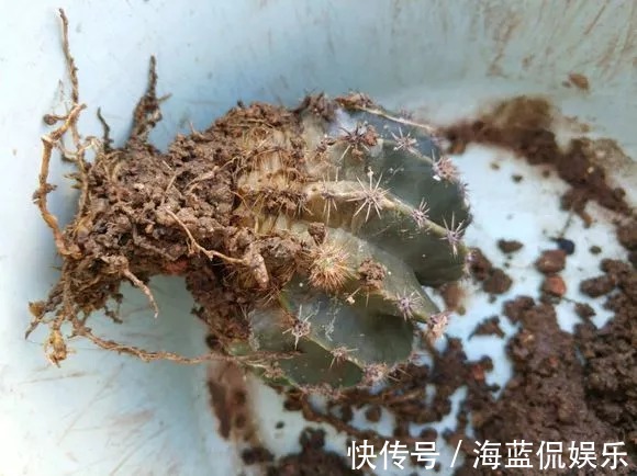 多肉|这些被公认好养的花，是认真的吗问题咋这么多！