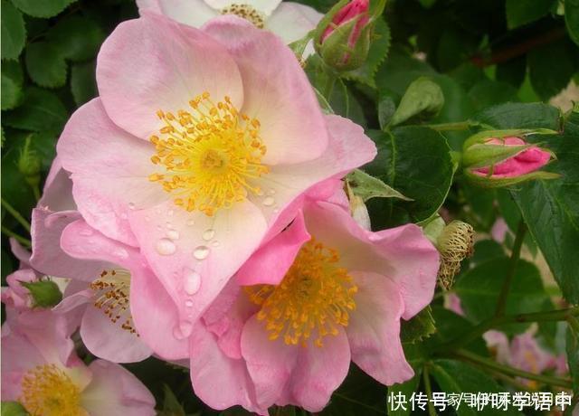 粉色|5款唯美粉色月季。美人如玉粉妆琢,粉色娇羞白如雪。抗病好养