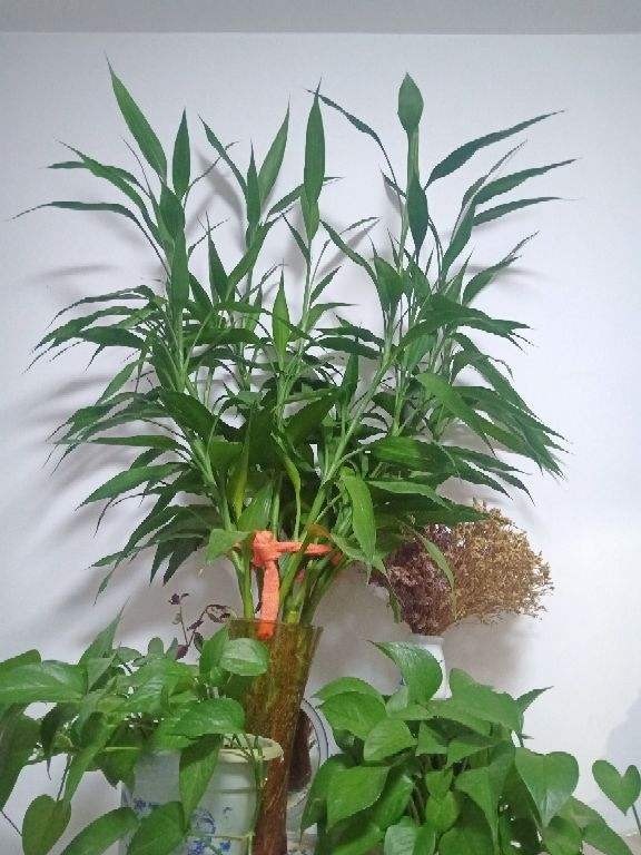 蝴蝶兰|过年不知道买什么花,3种类型随便挑,好养寓意也好