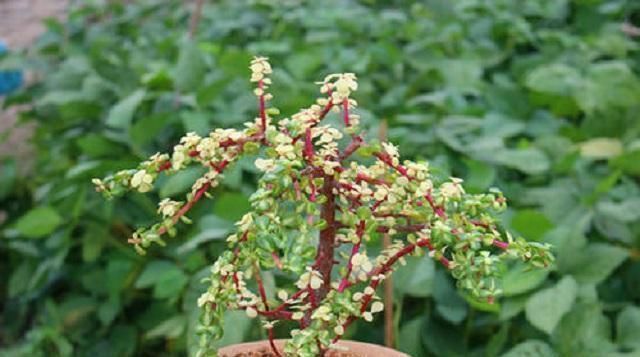 这种“小绿树”,最适合盘老桩,仅需1根枝条插进土中,1年成盆景